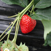 ���˱��ؽ��õĿ���������ɲ�ݮ��ʱ������