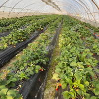 Ԫ�����ƴ��ժ��ݮ