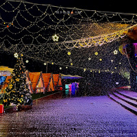 ������ֲ���ʳ��+ͩ������������