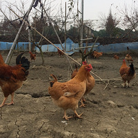 ������ũ�������Լҹ�԰�����󹫼���20Ԫһ�����������ץ��