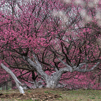 ÷���ٷ���