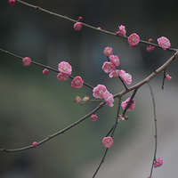 ��÷�����