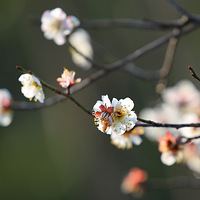 �������ͣ�ӭ���ѩ������˪�쾺���ɣ�