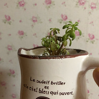 ������װ�α���Ҵ��������������Ļ�����+����ֲ��