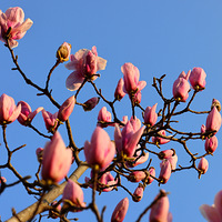 ���飬����������