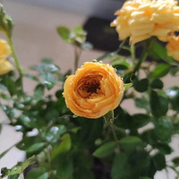 ������װ�α���Ҵ��������������Ļ�����+��ɫ����