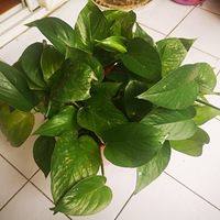 ������װ�α���Ҵ��������������Ļ�����+�����ü����ⰻȻ