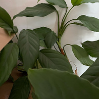 ������װ�α���Ҵ��������������Ļ�����+����