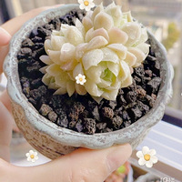 ������װ�α���Ҵ��������������Ļ�����+����С��Ů