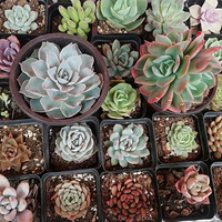 ������װ�α���Ҵ��������������Ļ�����+���Ⱞ����