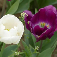 ��Ϫ԰�����㿪������ѽ��