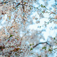 �����Ĵ�ɫ