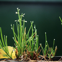 �˼�������