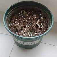 �����ֹ����䱭�����硿��ɹ������һĨ��ɫ��+��ɫ���ް�