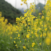 �����μǡ��ͻ���������������ɲ裬����Ͳ��