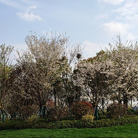 �����μǡ���������԰