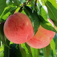 �������Ҿ�