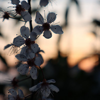 ���������£�ֻΪ��æ����