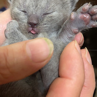 ����Сè�۶�СèԤ����