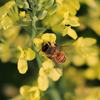 С�۷䣬������