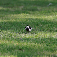 �����������ϧ������ë