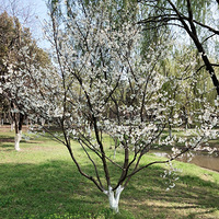 �����μǡ��º�ɭ�ֹ�԰�ͻ�