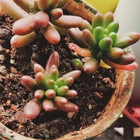 �����ֹ����䱭�����硿��ɹ������һĨ��ɫ���ɰ��Ķ���