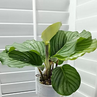 �����ֹ����䱭�����硿��ɹ������һĨ��ɫ��+��ɫС����