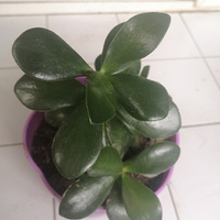 �����ֹ����䱭�����硿��ɹ������һĨ��ɫ�����������ɫס�Ҽ�