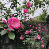 �Ҽ�Ժ����Ǿޱ����