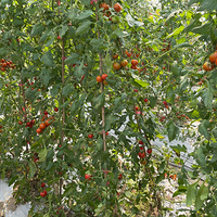 ������ȥ�������С���ѣ�Ψһ���ź��Ǽ��ڹ���̫����