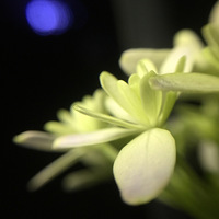 ��ҹ�Ļ���������������