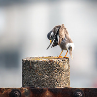 �����(��ױ).....