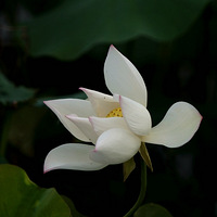 ÿ����ĵĺɻ���