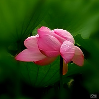 ��԰��ĺɻ�������Ư������