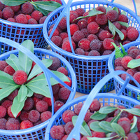 ��÷vs����¹