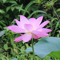 ӳ�պɻ�������