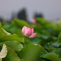 С�ɲ�¶���ǣ��ڴ�����վ��ͷ