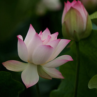 ���ƺɻ���ͤͤ��ˮ�С�