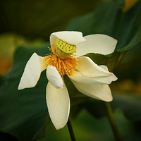 ��Ҷ������