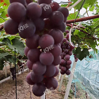 ���ˣ����ž޷�����