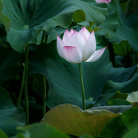 �������ĺɻ����Ǻ�����