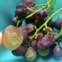 �Լ�������������