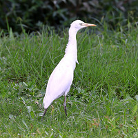 ��������磬����б�գ�һֻ���ش������߽�С����ʳ