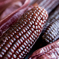 ũ��Ժ��Ŵ�������ˣ�����������Ŵ��һ������4��Ǯ��