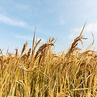 ���յļ���