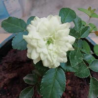 װαšɹɹĽ䡱+̨Ļ