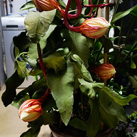 �������һ��꼻�