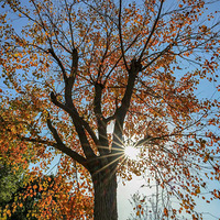 �����Ҷ�ã�˪��ɫ��Ũ