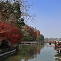 ���˵�ͷ�������Ҷ���ƻ�